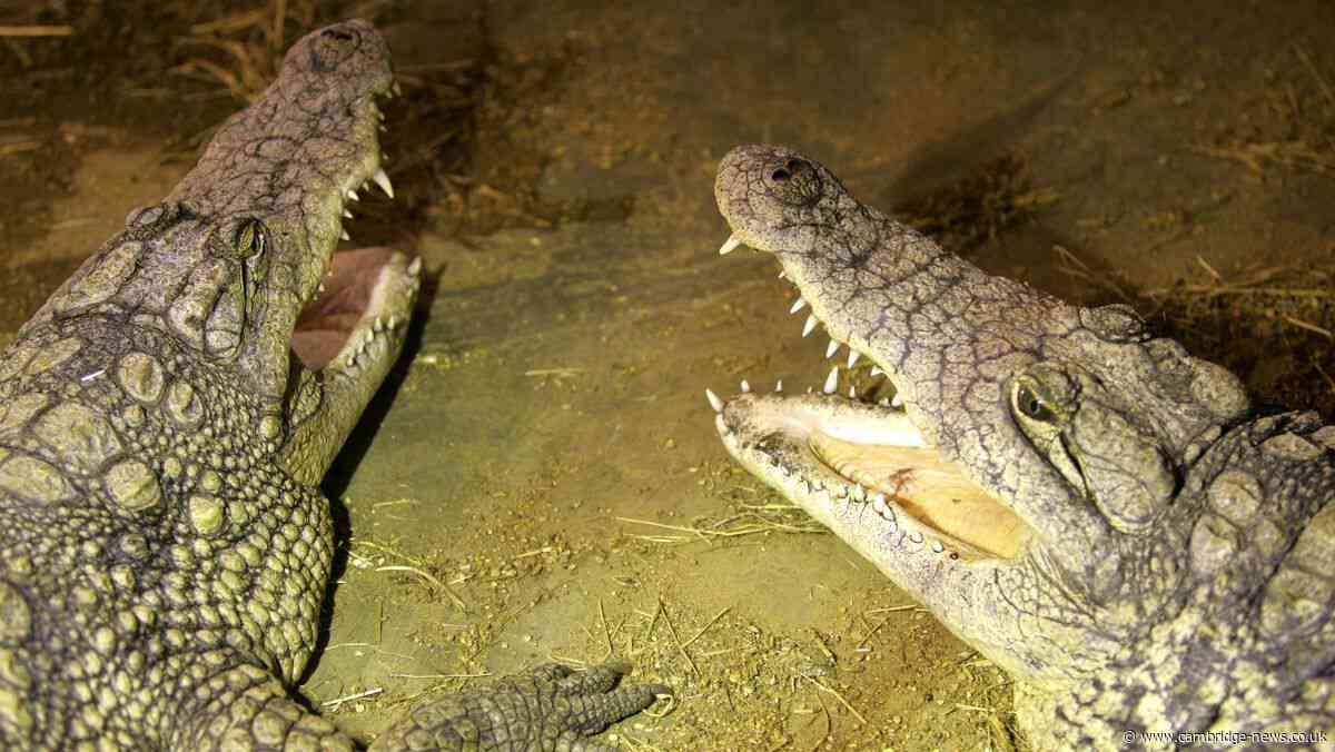 Over £100k raised for boy hurt in crocodile enclosure at Cambridgeshire zoo