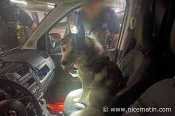 « Quelques minutes suffisent pour qu’il soit en danger » : la police de Cannes sauve encore un chien laissé dans un véhicule