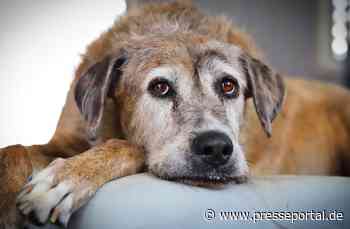 Demenz beim Hund: Früher erkennen, gezielt begleiten
