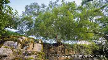 County Durham birch that's clinging to a cliff is among UK's 10 toughest trees