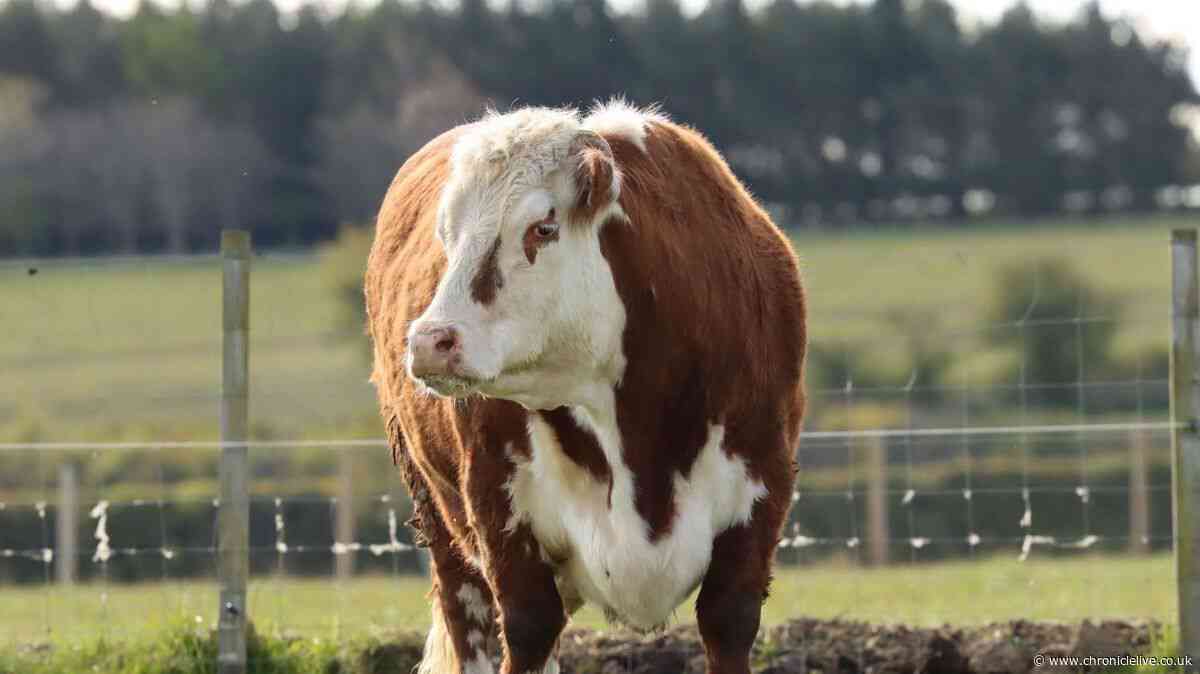 Northumberland Zoo mourns as 12-year-old Red the cow passes away