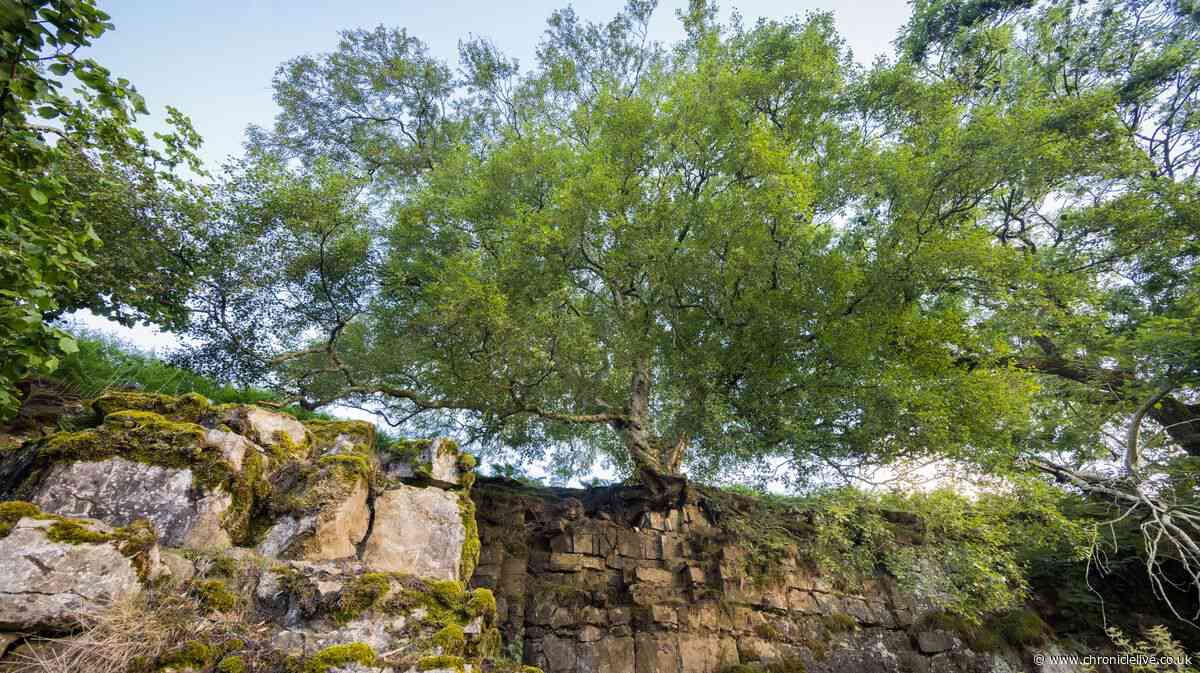 County Durham birch that's clinging to a cliff is among UK's 10 toughest trees