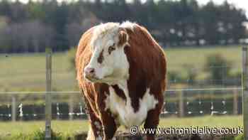 Northumberland Zoo mourns as 12-year-old Red the cow passes away