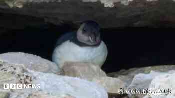 Puffling spotted at colony in 'danger of extinction'