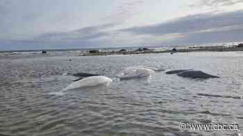 Beached belugas kept safe by Churchill conservation officers until tide returns