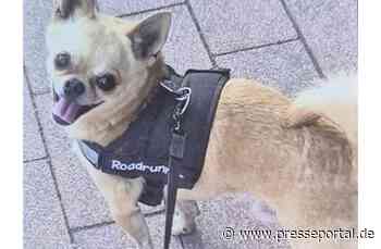 POL-HS: Hund entwendet / Zeugen gesucht