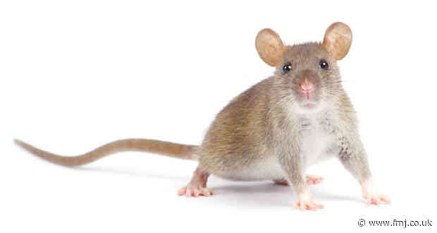 Reducing rodent risks