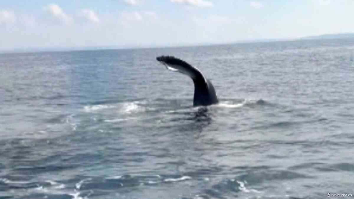 Rare encounter with humpback whales off Newfoundland | The Moment