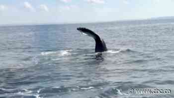 Rare encounter with humpback whales off Newfoundland | The Moment