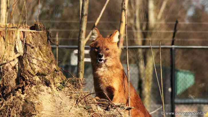 Na de zwarte beren verdwijnen nu ook de rode honden uit park in Volkel