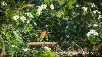 Robins will flock to gardens this summer if gardeners add 1 simple item to birdbaths