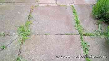I stopped weeds growing on my patio by using 1 simple kitchen item