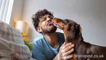 Pet expert shares verdict on people who sleep with dog in bed