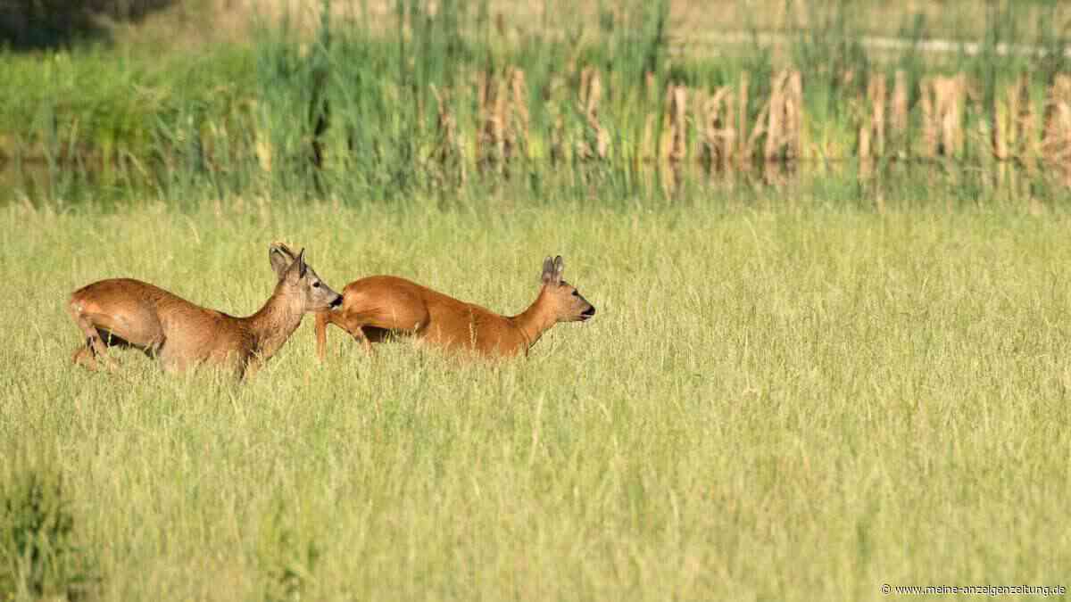 Paarungszeit hat begonnen: Jäger warnen vor mehr Wildunfällen