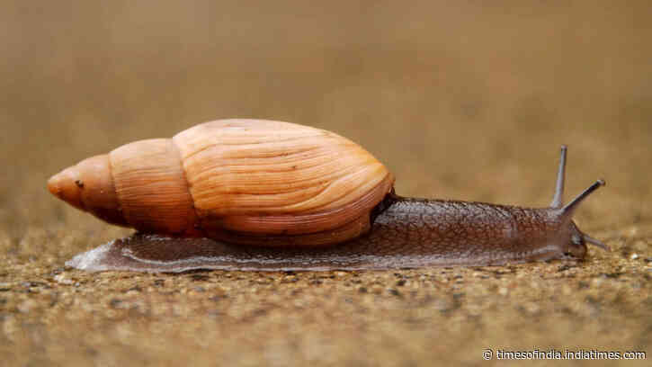 In 1955, Hawaii released a cannibal snail to control another invasive snail, but the predator…