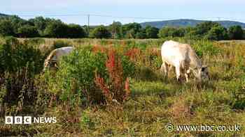 'Very rare' cattle breed reintroduced to city