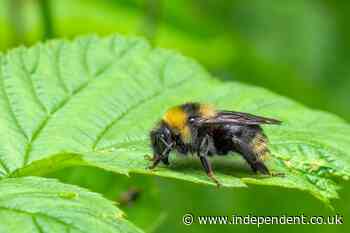 Bumblebee numbers could tumble as Britain’s heatwaves intensify