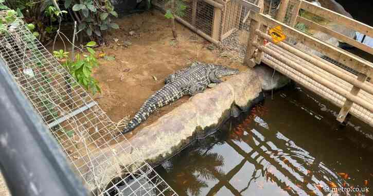 More than £100,000 raised for boy injured by crocs including huge sum from mystery donor
