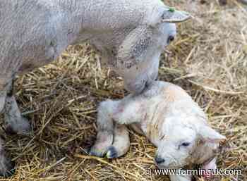 Sheep abortion diagnoses hit six-year high