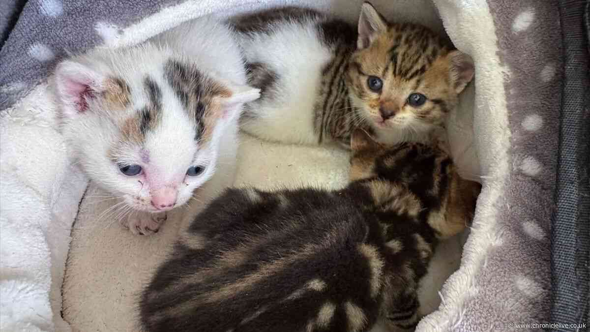 Three tiny kittens rescued from skip after worker spots something moving
