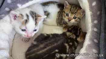 Three tiny kittens rescued from skip after worker spots something moving