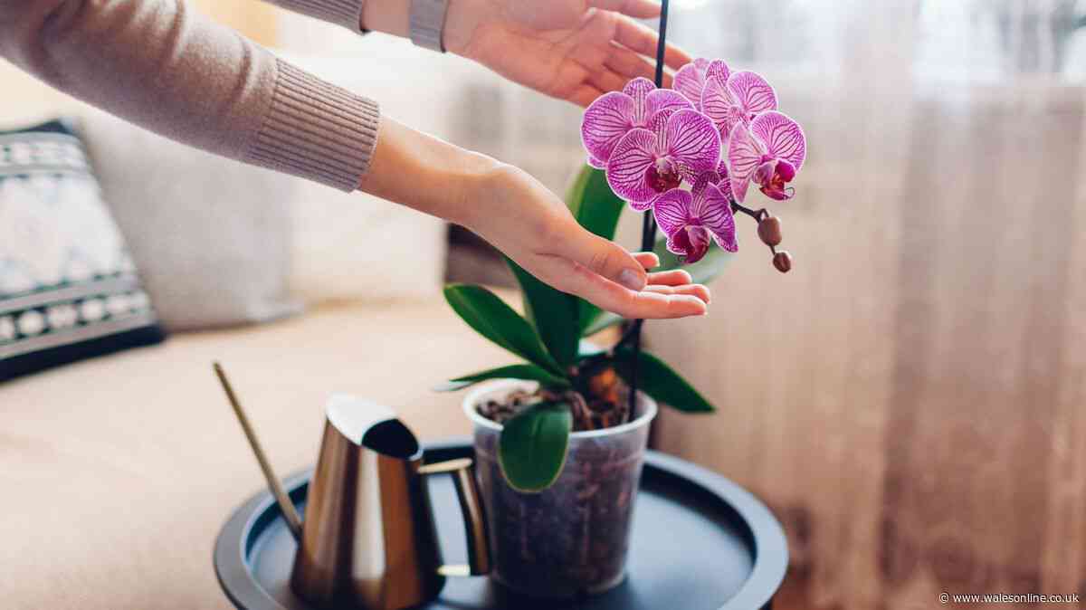 The real reason your orchids keep dying - and the trick to make them thrive