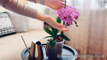 The real reason your orchids keep dying - and the trick to make them thrive