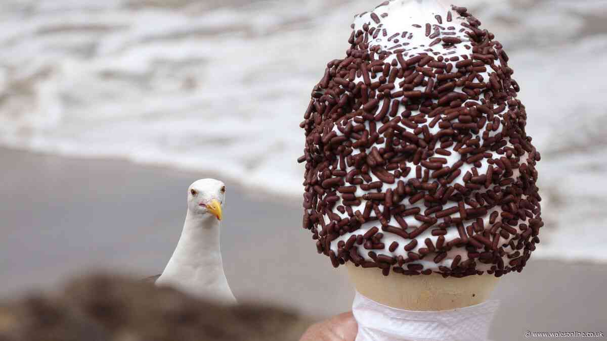 Tourist buys ice cream by Welsh beach and it doesn't take long for seagulls to notice