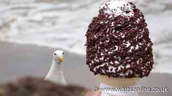 Tourist buys ice cream by Welsh beach and it doesn't take long for seagulls to notice
