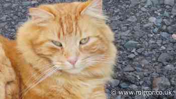Animal rescue 'astonished' as missing cat Mr Star returns with gunshot wound