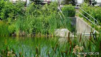 'Odorous milky white substance' in a Cambridge stormwater pond prompts investigation by region, province