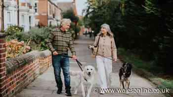 ITV vet urges dog owners to use 60p hack to keep pets cool during heatwaves