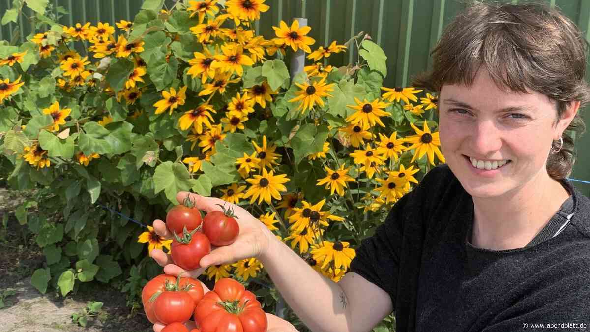 Infos, Selbsternte, Leckereien: Großes Fest rund um die Tomate