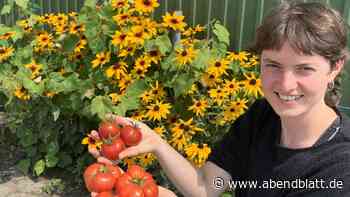 Infos, Selbsternte, Leckereien: Großes Fest rund um die Tomate