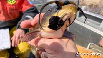 Catfish in Quebec catch cancer from each other, study finds