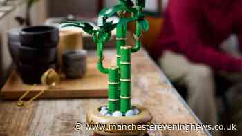 Argos shoppers race to buy £25 LEGO Botanicals bamboo plant set for £2.84 online