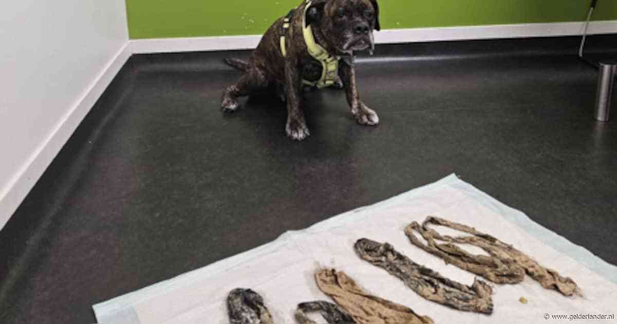 Hond braakt zes damesslips uit bij dierenarts: ‘Hij was al het hele weekend misselijk’