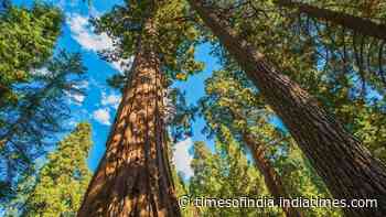 Sequoias' survival hinges on fire management; researchers urge expanding controlled burns to protect forests