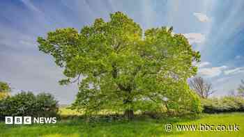 Tree which was struck by a cannonball up for award