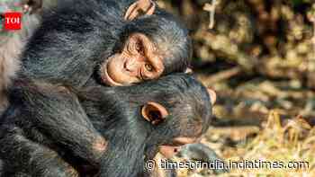 Chimpanzees and bonobos hug before meals to avoid fights and distribute food fairly, scientists discover