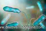 How Legionnaires&rsquo; Disease Can Turn Deadly as Bacteria Multiply Inside Immune Cells