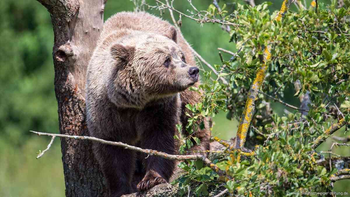Verdächtige Spuren im Allgäu: Streift ein Bär durch Bayern?