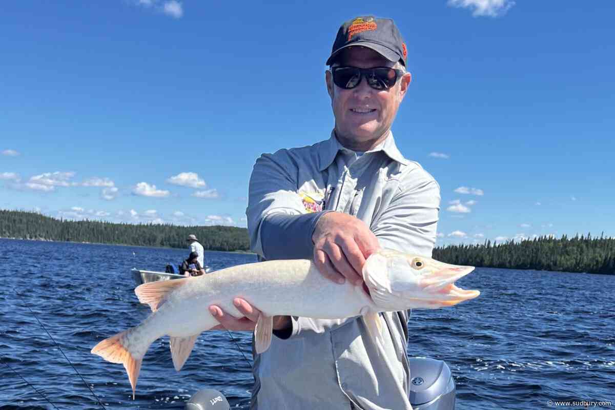 Rare albino northern pike caught three times