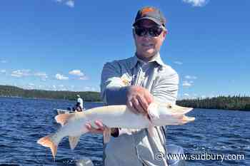 Rare albino northern pike caught three times