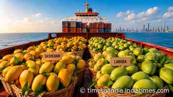 'Aam'ezing voyage: UP's mangoes make first sea journey to Dubai