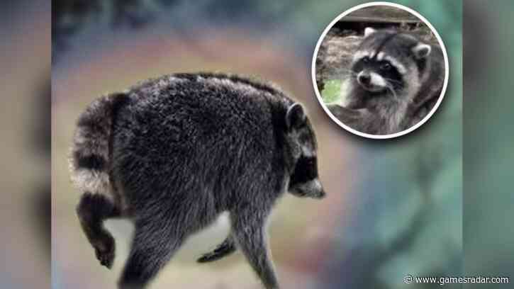Skyrim and Stardew Valley mods weren't enough: rotund icon Jimothy the viral raccoon invades D&D as a Wizards-approved "cryptid" who is "hurling garbage and making friends"
