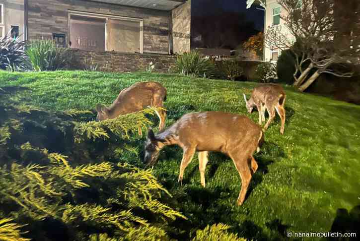 Vancouver Island experts urge residents to co-exist with deer