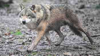 Mutter verletzt, Hund tot: Wolf soll Kind in Italien angegriffen haben