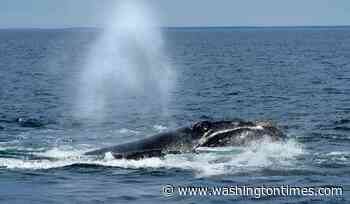 Endangered right whales could wait almost a decade for new U.S. protections