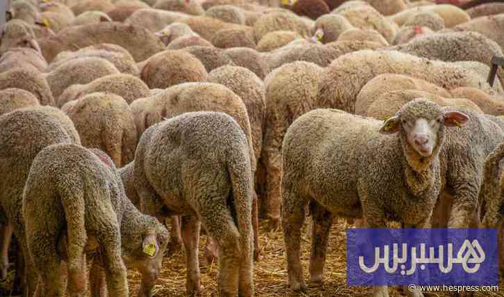 مستوردو المواشي يتحركون بإسبانيا